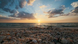 Seashell beach